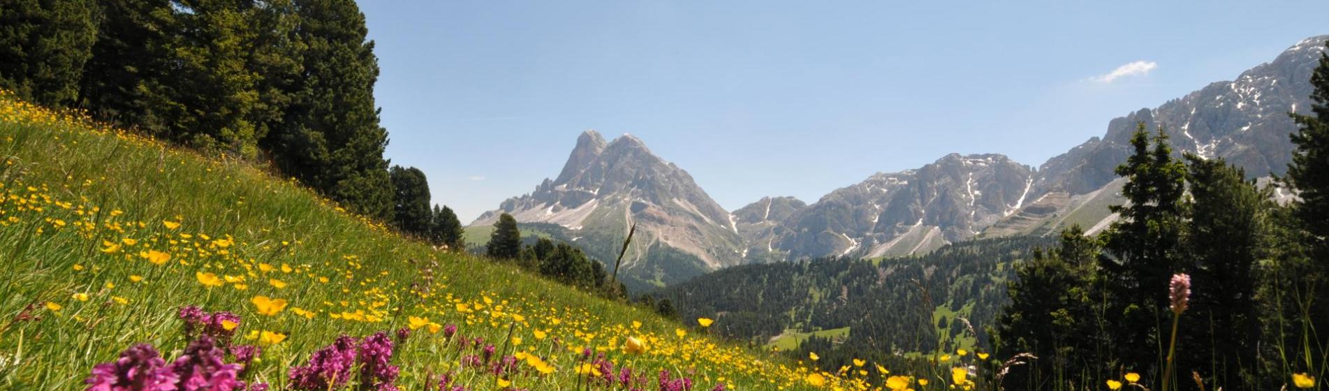 Colorful alpine meadow with a view of majestic mountains under a clear blue sky.