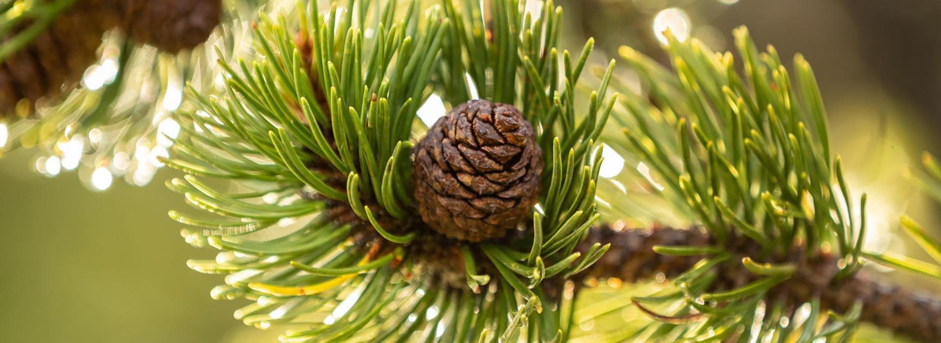 Close-up of a larch branch with cones and fresh green needles glowing in the sunlight.