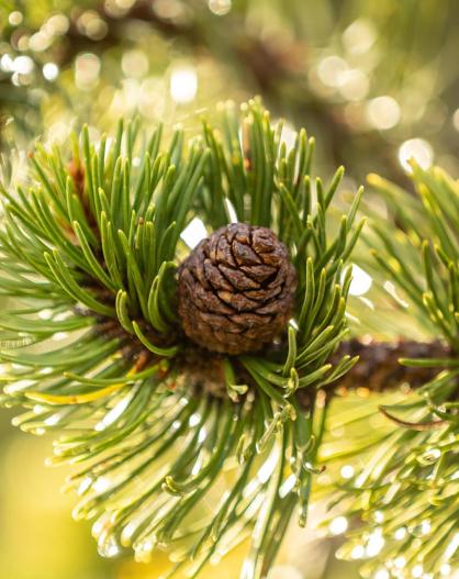 Close-up of a larch branch with cones and fresh green needles glowing in the sunlight.