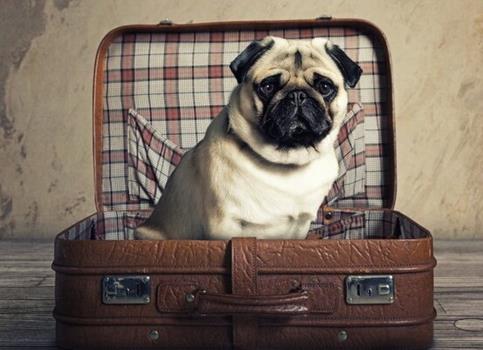 Un cane in una valigia