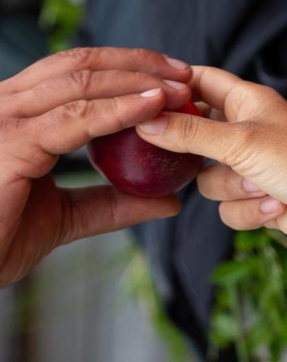 Two people are passing each other an apple