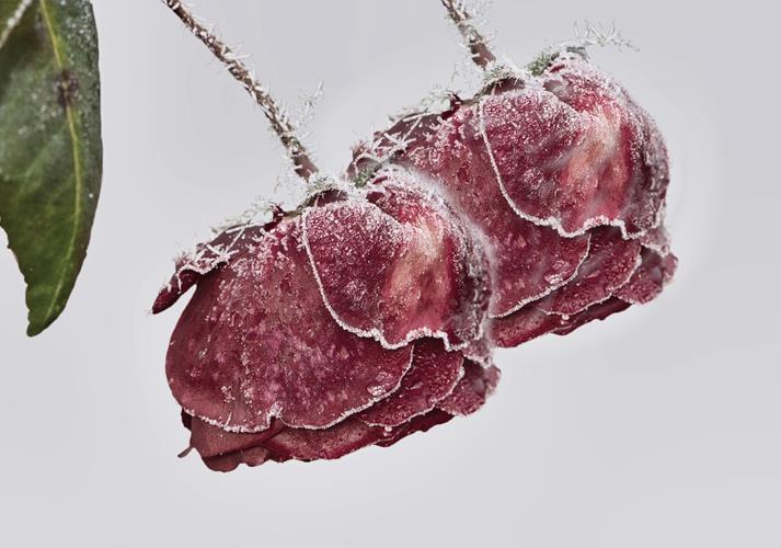 flowers-6898027-1280