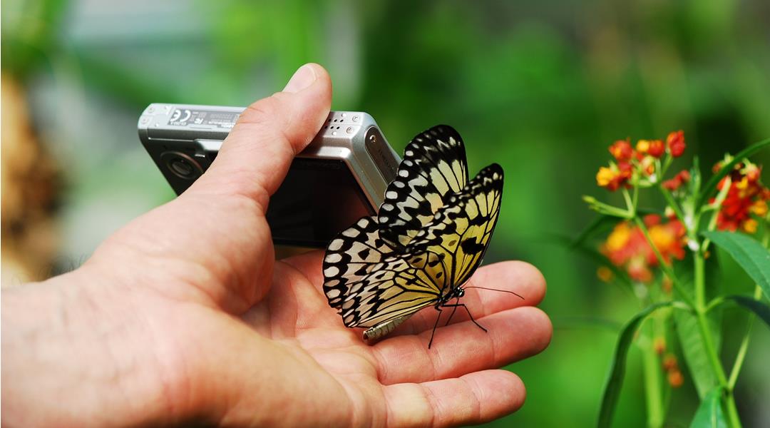 Primo piano di una mano con fotocamera digitale su cui è posata una farfalla giallo-nera.