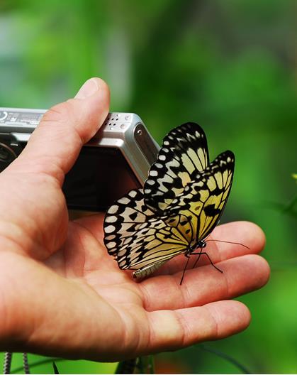 Close-up of a hand holding a digital camera with a black-and-yellow butterfly resting on it.