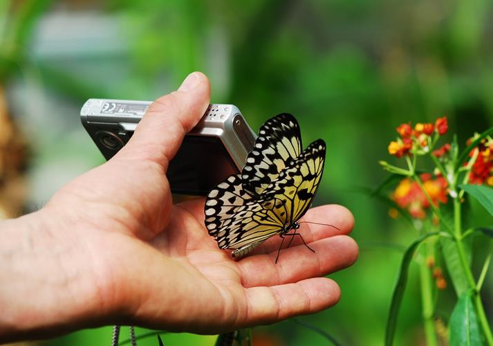 Close-up of a hand holding a digital camera with a black-and-yellow butterfly resting on it.