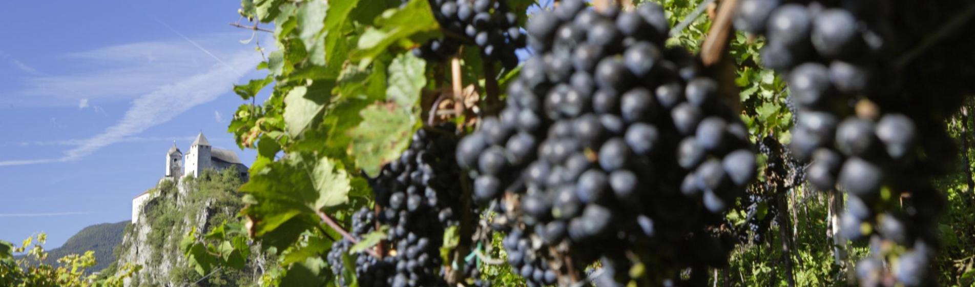 Ripe dark grapes in the foreground, a castle on a rocky hill in the background under a blue sky.