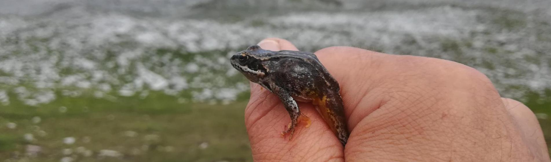 A small black mountain toad sits on a hand, with an alpine mountain landscape in the background.