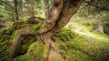 Un albero nodoso con radici esposte cresce su un terreno boschivo ricoperto di muschio in una foresta fitta.