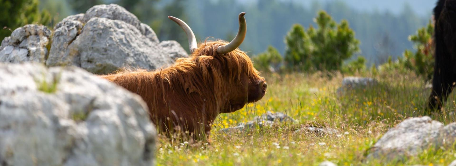 A Highland cow resting on a blooming alpine meadow between rocks and trees in the mountains.