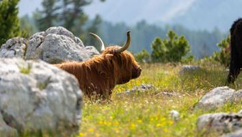 Ein Hochlandrind ruht auf einer blühenden Almwiese zwischen Felsen und Bäumen in den Bergen.