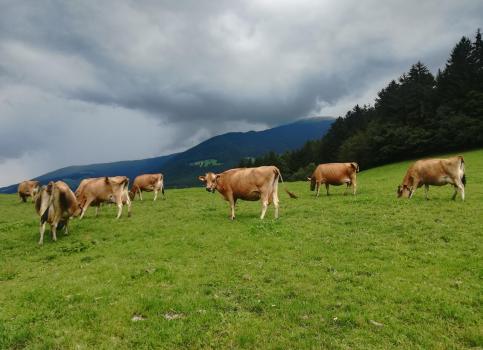 Kühe auf einer Wiese