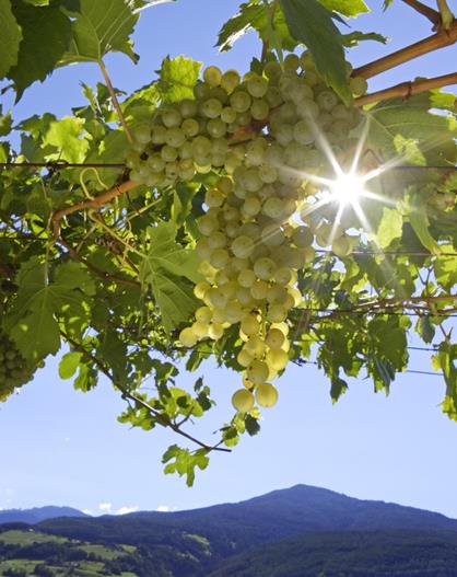 Sonnenbeschienene Weinreben mit reifen weißen Trauben vor Bergkulisse und blauem Himmel.