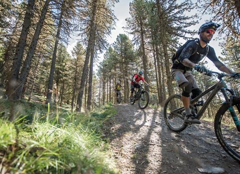 Drei Mountainbiker im Wald